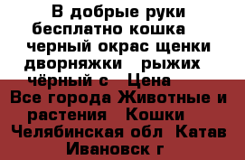 В добрые руки бесплатно,кошка,2.5черный окрас,щенки дворняжки,3 рыжих 1 чёрный,с › Цена ­ - - Все города Животные и растения » Кошки   . Челябинская обл.,Катав-Ивановск г.